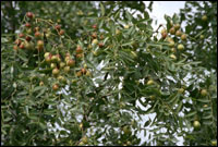 ����ͼ��---��ʵ��//