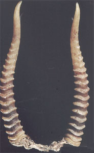 �����ͼ��-������//