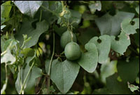 ������ͼ��-��ʵ������//