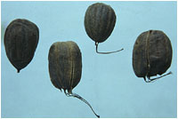 ������ͼ��-��ʵ������//