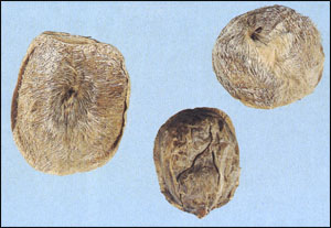 ����ͼ��---������//