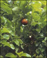 ��Ǯ��ͼ��-��ʵ������//