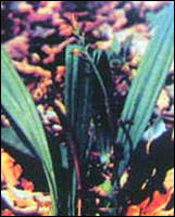 ɽ�ȹ�ͼ��-����������//