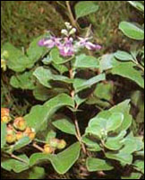 ������ͼ��-��ʵ������//