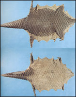 ��ɽ��ͼ��-������//