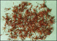 �컨ͼ��---����//