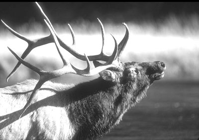 ¹�ǳ��̴�����������//