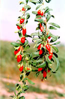 ��������������ҳ�