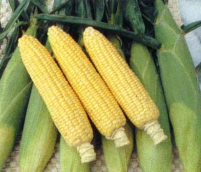 ���׿ɷ����ಡ�Ͱ�֢//