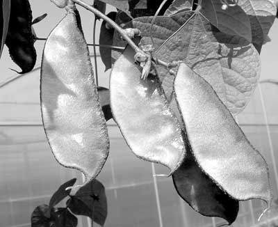 �ⶹ:��������!/���Ԥ���ⶹ�ж���/�ⶹ��ʳ����֭�ⶹ/�ⶹ��˿/�ⶹ��ľ����/���Ǳⶹ��/