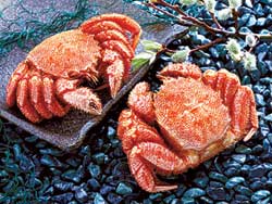 ������Ӫ��������Ʒ��ҹ�����׵���������/��ǰһ��Ҫϴ��/�����뺮��ʳ��ͬ��/��ҹ�����׵���������/