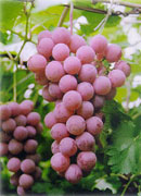 �����ִ󺣿���Σ������