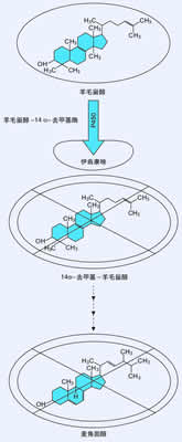 ��������ļ��ͼ���ҩ������//