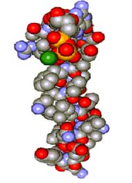 ȱѪ���������� ��ϸ�������ȱѪ���������˰�ϸ�������//