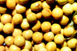  
��ЩʳƷ�ɷ����̲�
��ЩʳƷ�ɷ����̲�/�ƶ�/���̲����֪ʶ/