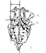 �����񾭸���Ӱ��յ�Ӧ��