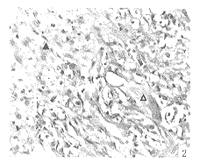 ��������γɵ��񾭸��׿�2��