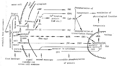 ��Ƶ��ų���ϸ���ź�ϵͳ