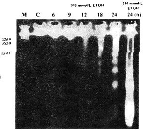 �Ҵ��յ���θ��Ƥϸ����ϸ���꣨BGC-823��ϸ������