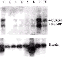 �������ܶ�֬�����»���OLRG-1�Ŀ�¡����֯�ֲ�