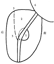 ǰ���ٵ�������֯��̬��ǰ���ٰ������