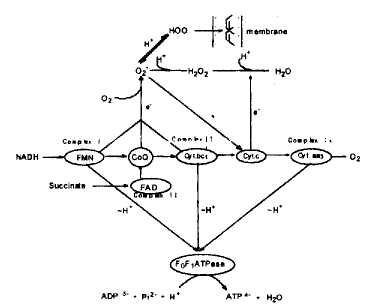 ȱѪ�ٹ�ע�ڼ������������ı仯