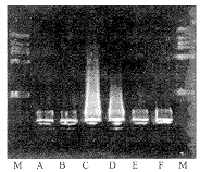 θ�����ݸ˾���θϸ���������о�