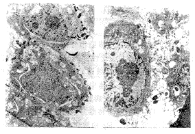 �������ձ�����������ݸ˾����Ӷ������о�