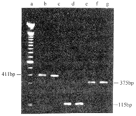 �������ձ�����������ݸ˾����Ӷ������о�