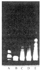 ������ऺͻƲ�Һ�յ�θ��ϸ����������о�