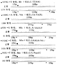 ��ѪֽƬ�����ڹ㶫��G6PD�����ͻ��ɸ���о�