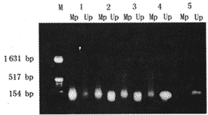 ���ü׻��������Ծۺ�ø����Ӧ�о����԰�Ѫ��p15����CpG���׻���