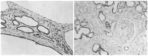 ��Ⱦɫ�������Ŵ��������Ķ����ر���