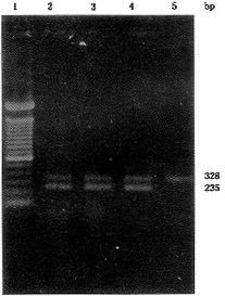 ͻp53 minigene˷ΰPGϸתȾЧӦ