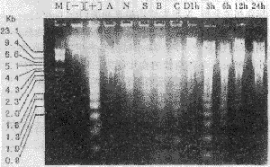 �෢�˺ϲ��ݿ����ڴ������ϸ���������о�