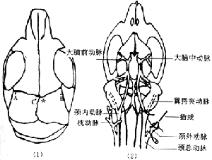 С���������ȱѪ����Ѫ������ѧ�����𺦵�����