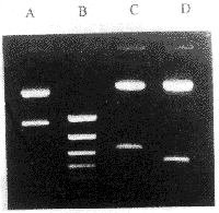 �˹��γɵ���1ȫ����cDNA�Ŀ�¡�����з���