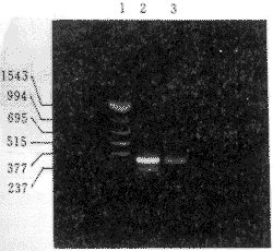 ����������SZ-38�ɱ�������Ŀ�¡�����з���