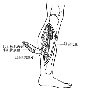 ��Ŀ�㼡�ڲ�뼡���ֹǹ�Ĥ���ϰ�������λ���ٴ��о�
