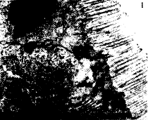 686-1.gif (8696 bytes)