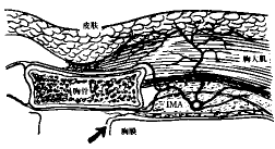 ��Ĥ������������ڶ�������