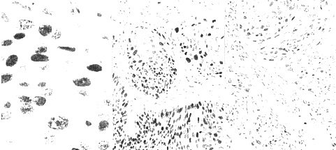 �ӹ����۰�p21,p53����ֳϸ���˿�ԭ�ı���