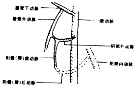 ���ɹ�Ƥ��Ľ���ѧ�о����ٴ�Ӧ��<sup>*</sup>