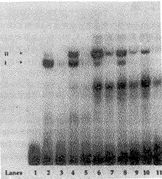 ά����X������ά���ᷴӦԪ����<sub>2</sub>RARE��ϵ��о�