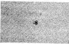 ����ϸ���ڹ����в�ɢ���Զ���΢ͼ���о�