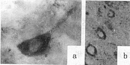 ��Ӫ������-4�ڳ���è������Ԫ�ı���