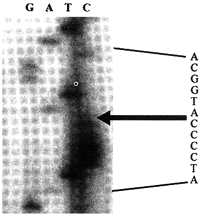 �Ȱ�������ø������������