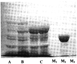 �Ȱ�������ø������������