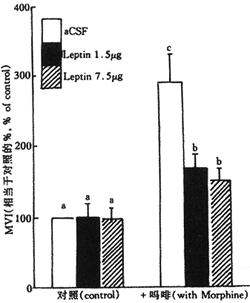 Leptin������ȶ��޺�����ټ����ͷż������巢�����������õĳ�������