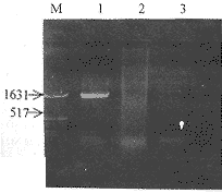 ���没���˴���Gilliam��56-kDa���׻���Ŀ�¡����5��-��3��-�����з���